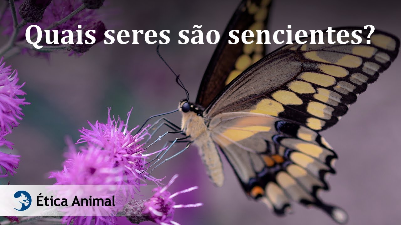 Quais seres são sencientes? - YouTube