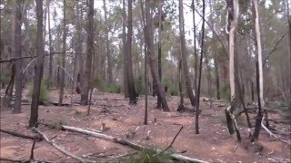 Tree Knock Close To Structure