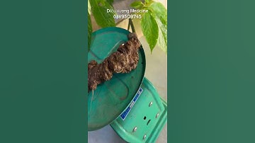 Củ sâm rừng già nạc đen xì luôn ạ! Diệu Hương Medicine