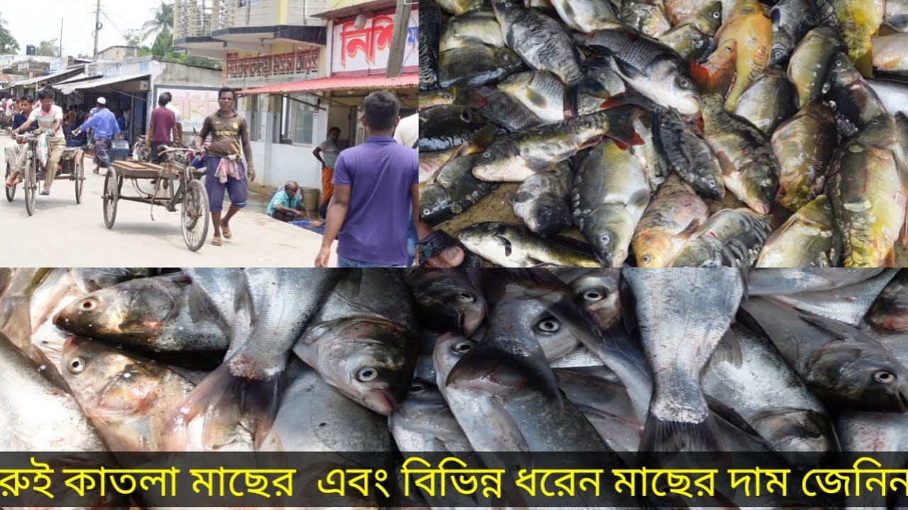 বাগেরহাট জেলার বৃহত্তম পাইকারি মাছের আড়ৎ ফল তিতা বাজার!! রুই কাতলা মাছের পাইকারি দাম জেনে নিন।