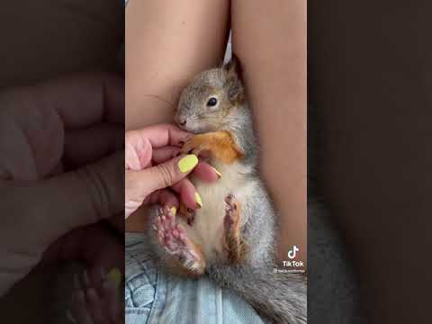 НАШЛИ БЕЛЬЧОНКА!🐿ВЫРАСТИЛИ!КАКОЙ ОН ВЫРРС?!🐿#Белка#бельчонок