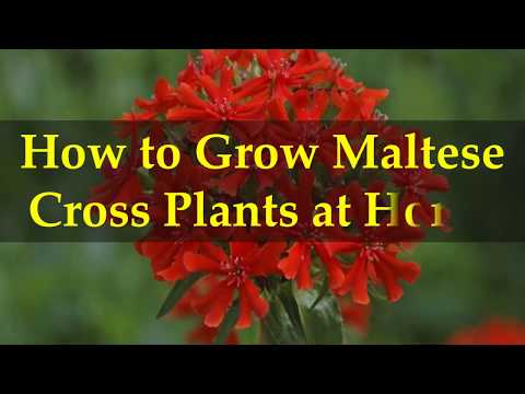 How to Grow M altese Cross Plants at Home