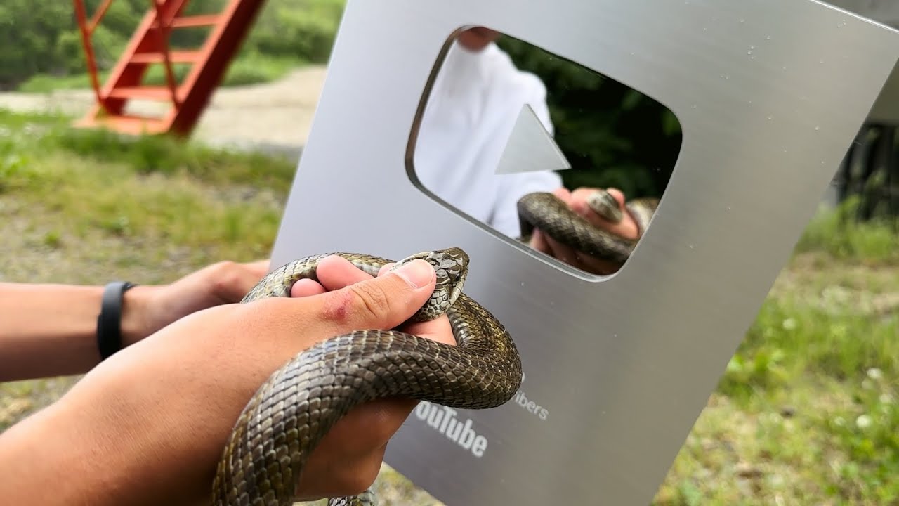 鷲と蛇 シンボルとしての動物 鷲と蛇: シンボルとしての動物 (叢書・ウニベルシタス 531
