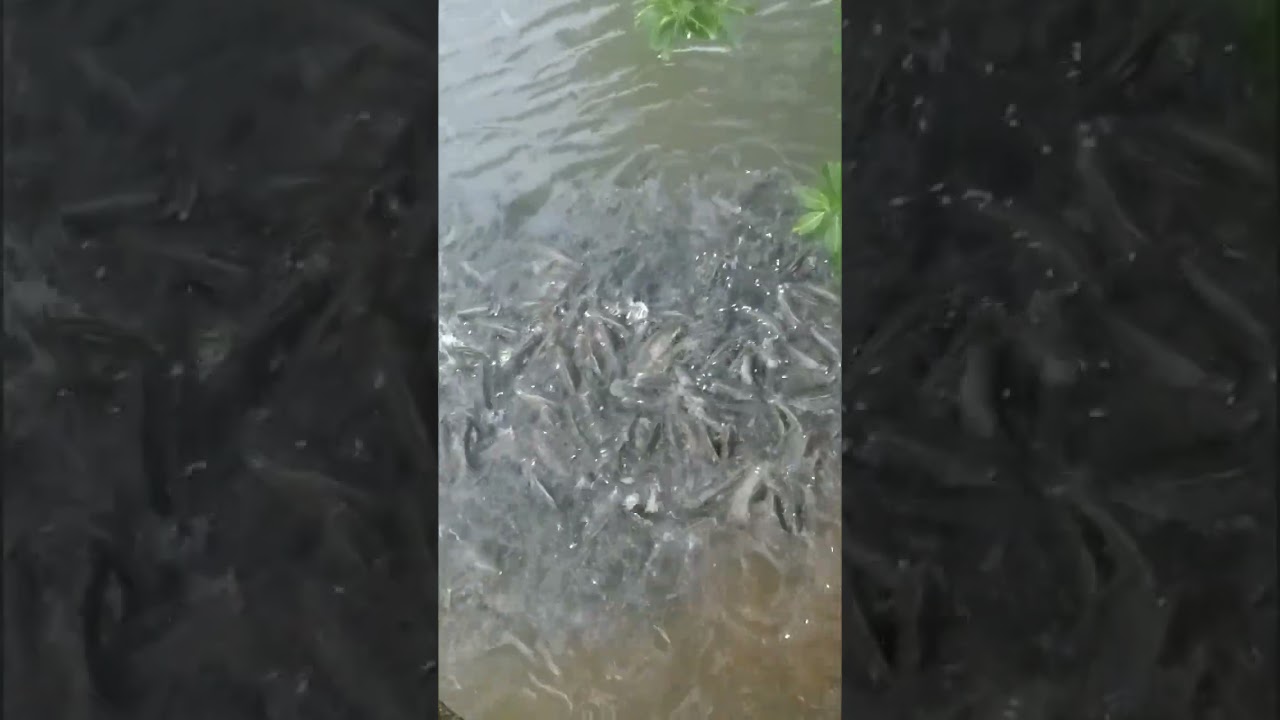 Shishileshwara seenari Temple🛕🙏