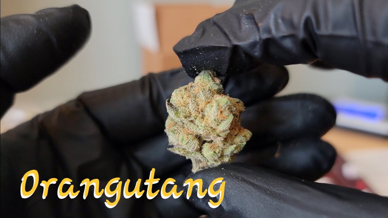 Orangutang - Wildflower Hemp Co. - THCa Flower Review