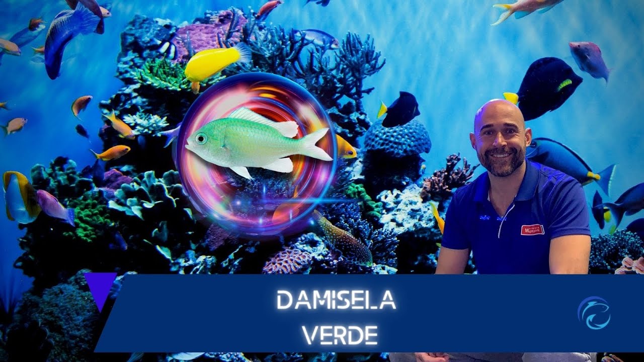 Conociendo un poco sobre el pez Damisela verde