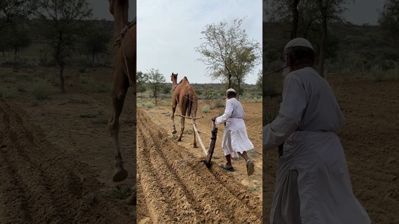 Traditional Farming in Thar Desert | Man Plowing with Camel