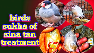birds sukha of sina tan treatment || Java sparrow treatment