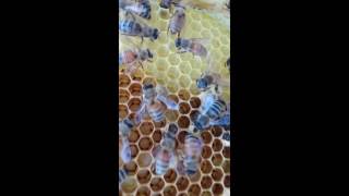 Welcome to the hive, newbee