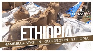 Hambella Washing Station - Guji Region - Ethiopia