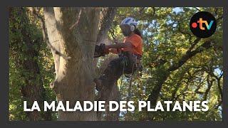 Maladie du chancre, des platanes abattus à Aix-en-Provence