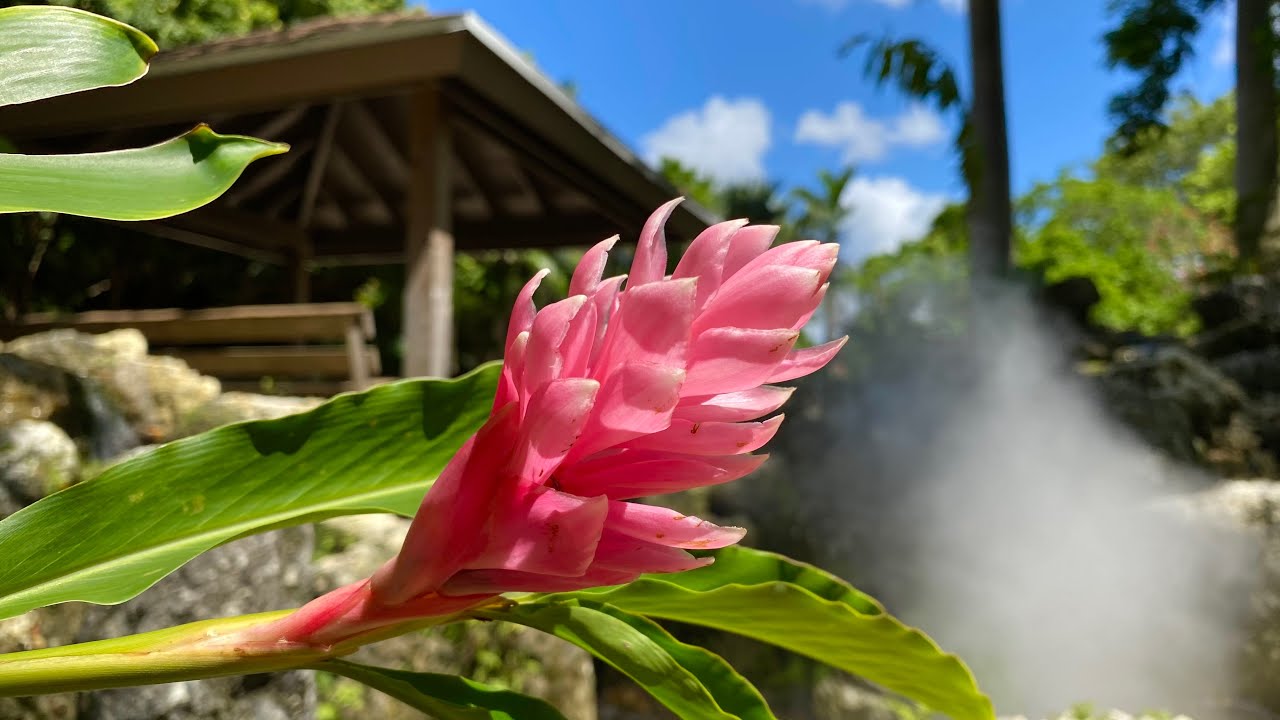 arboretum at constitution park tours