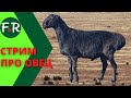 Стрим про овцеводство с Ерагыем Исаевичем Гишларкаевым. Ответы на вопросы зрителей