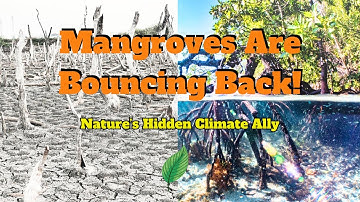 Mangrove Forests Are Bouncing Back — Nature’s Hidden Climate Ally