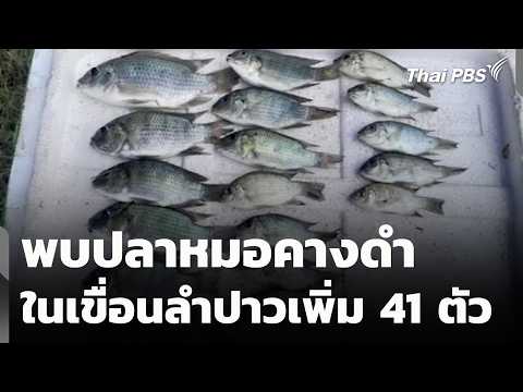 41 Blackchin Tilapia Found in Lam Pao Dam | Situation Watch | Sep 16, '24