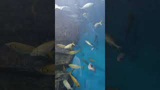 【パパブログ】愛知/名古屋港水族館 #旅行 #Shorts|パパちゃんねる【スローライフゲーム実況】