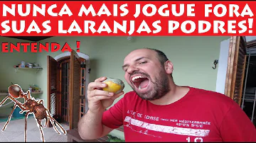 O que é importante para prevenir e controlar baratas ratos e outras pragas?