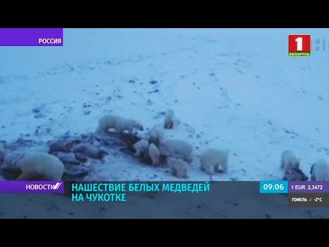 Нашествие голодных белых медведей на Чукотке