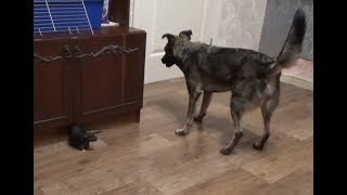 Крысиное обозрение! Как выгуливать крыс на полу? (декоративные крысы) Крысиное обозрение! Как выгуливать крыс на полу? (декоративные крысы)