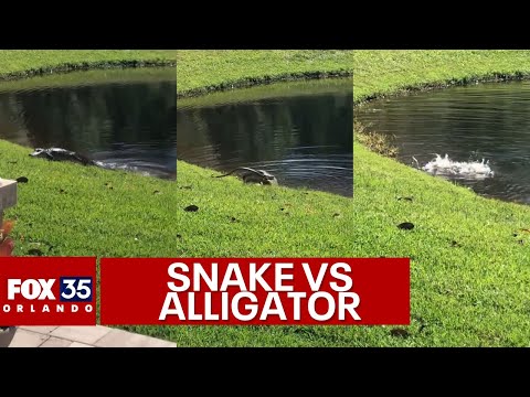 Snake vs alligator: Young alligator ambushes snake hiding in grass