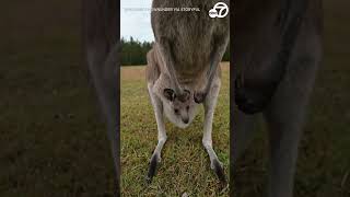 Curious kangaroo joey pokes head out of mom's pouch as pair interact with camera