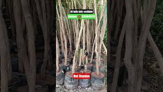 Red Chandan Plant Business | Lal Chandan Farming | High Profit Tree in India 🌳💰. #short #