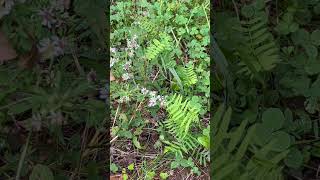 Download Lagu Last wildflowers feed the bees. Woodland asters in bloom. MP3