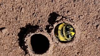 The Sunflower Chimney Bee (Diadasia enavata) - Texas