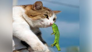 коты видео смешные | Я РЖАЛ ПОЛ ЧАСА / СМЕШНЫЕ ЖИВ...