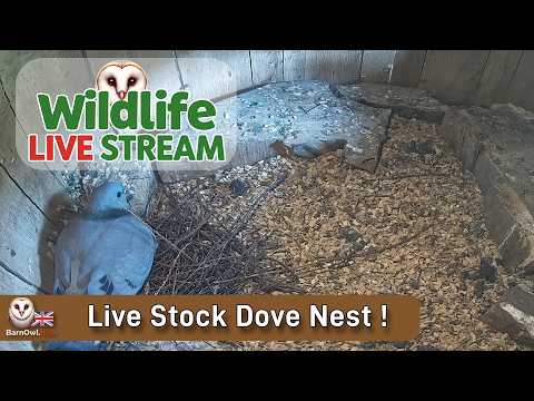 Peak District Wildlife LIVE | Inside a live Stock Dove Nest -  "Twiggy & Twinkle"