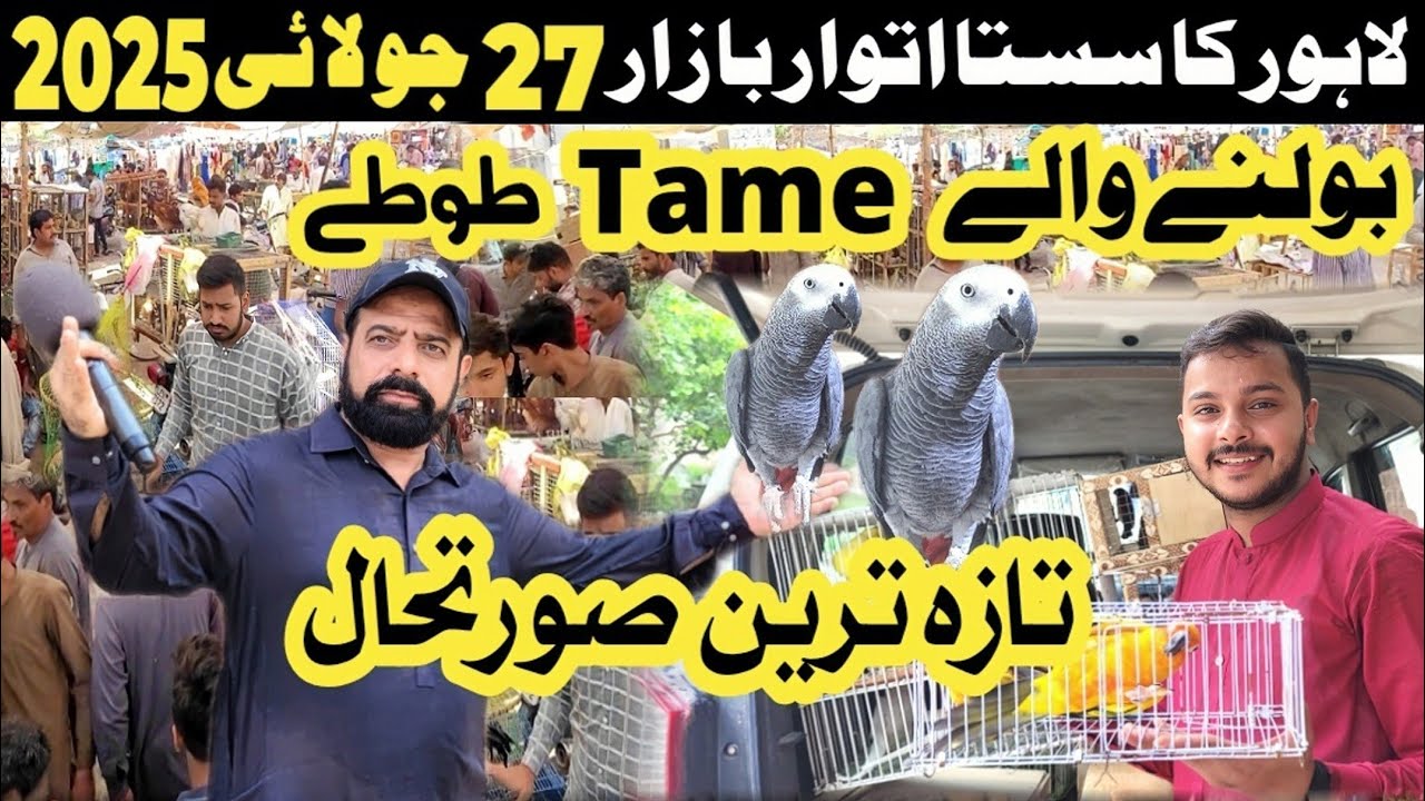 Sunday birds market 2025 | sunday birds market latest update