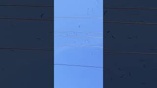 Download Lagu efectos del eclipse solar MP3