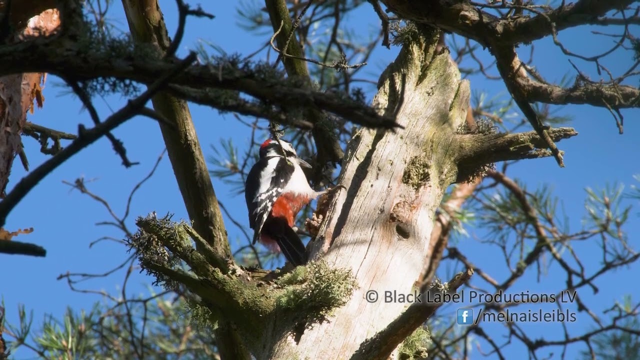 Dižraibais dzenis Dendrocopos major | Latvijas putni / Latvian birds