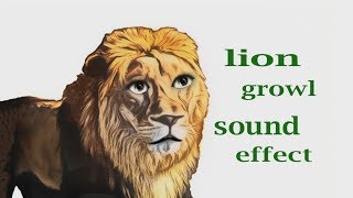 How A Lion Growls, Snarls Sound Effect Animation