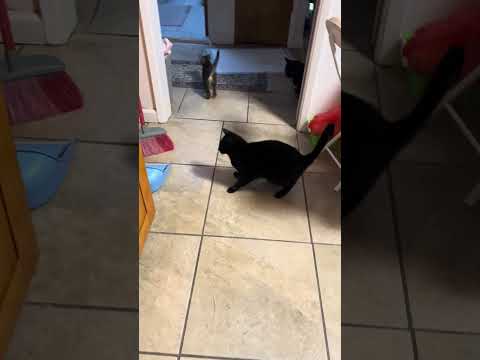 إنها قاسية مع الطفل قطة هريرة