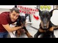 İŞTE "DOBERMAN TEHLİKESİ" | Köpek Çipi Nedir? Köpek Çipi Ne İşe Yarar? #TheVet