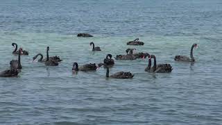 Mick Angelhere's World ( Black Swans in the Sea, Eagle in the Sky )