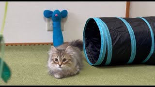 じゃれ猫ブンブンと仲良しの子猫がこちらです-CatVlog 23