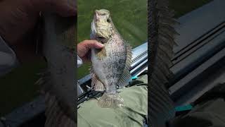Nice sac perch! #kayakfishing #crowleylake #easternsierra #cnr #fishing #varivas #sacramentoperch