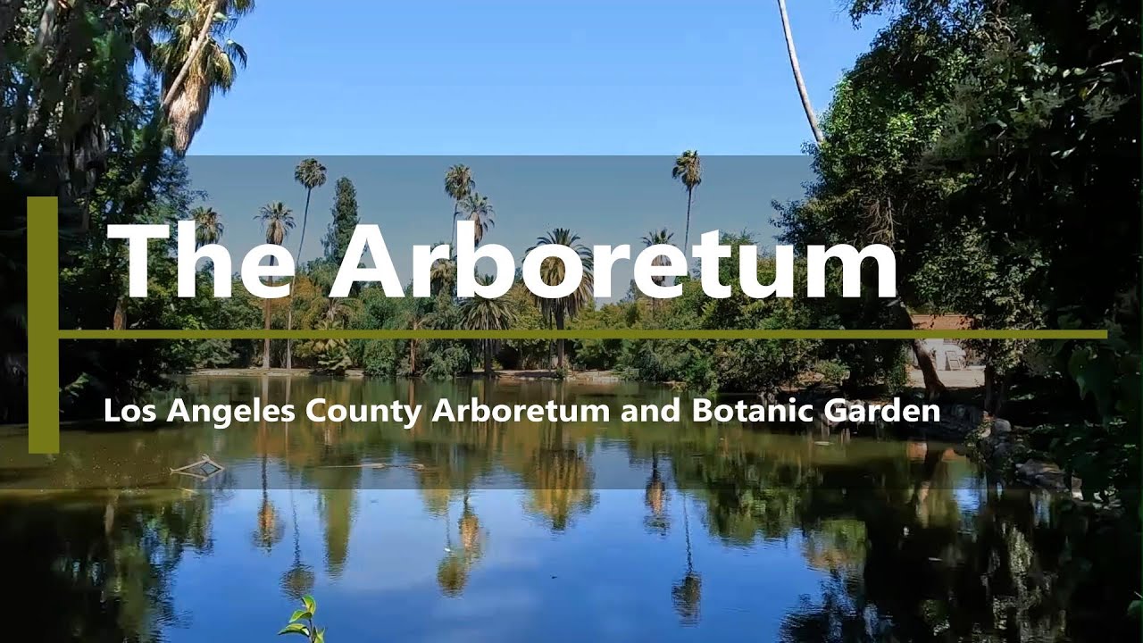 Walk in the LA County Arboretum Arcadia, CA YouTube
