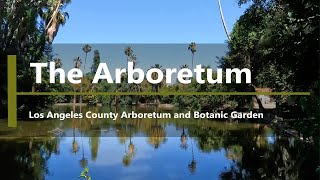 Walk in the LA County Arboretum - Arcadia, CA