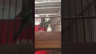 Cucak Cungkok Betina speed rapet ngotot