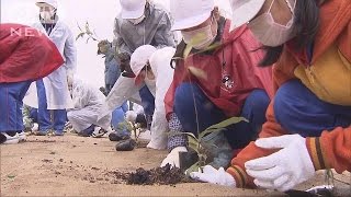 福島で津波被害防ぐ「ドングリの絆プロジェクト」(16/03/11)
