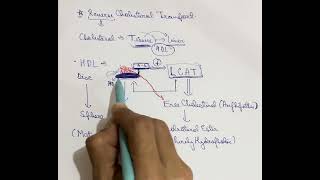 Reverse Cholesterol Transport Simplified | HDL, ApoA1 &amp; LCAT Concept Clear | NEET PG &amp; INI-CET 