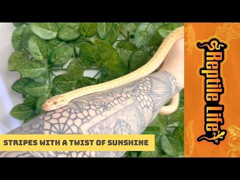 Albino Zebra Carpet Python | Reptile Life