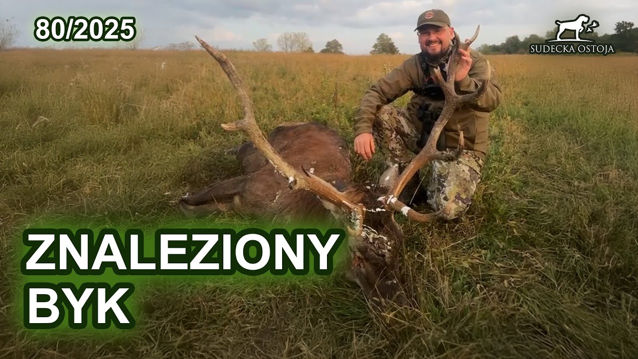 Znaleziony byk - SUDECKA OSTOJA 80/2025