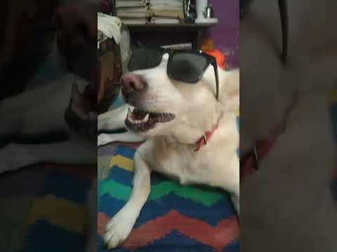 most funnydogonYouTube#funny#comedy#pets#songs#viralshort#trending#contentcreator#lovely#cutie#white by TOM_and_kartik 🐾🐾