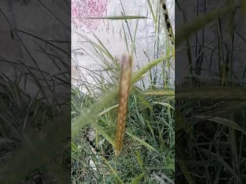 مرض التفحم السائب على الشوفان البري السنيسله مع الدكتور احمد المومني