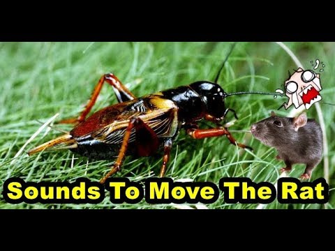 Suara jangkrik Pengusir Tikus ( Sound To Move The Rat ) Suara jangkrik Pengusir Tikus ( Sound To Move The Rat )