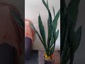 The benefits of snake plant